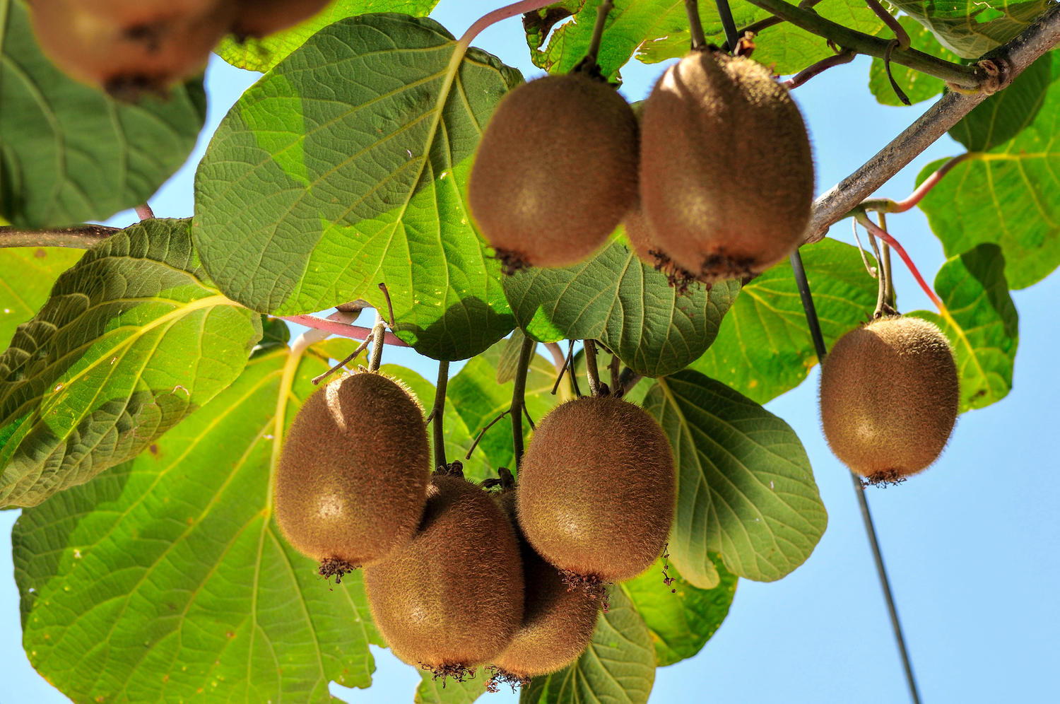 Kiwi Pflanzen Pflegen So Gelingt Der Anbau