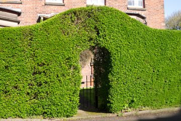 Liguster Hecke So Pflanzen Und Pflegen Sie Sie Richtig