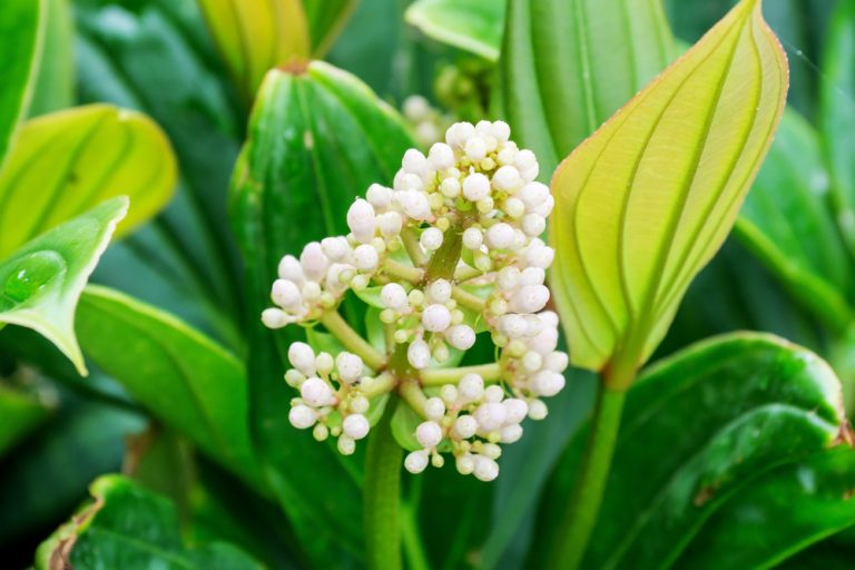 Medinilla Magnifica Schneiden So Gelingt Der R Ckschnitt