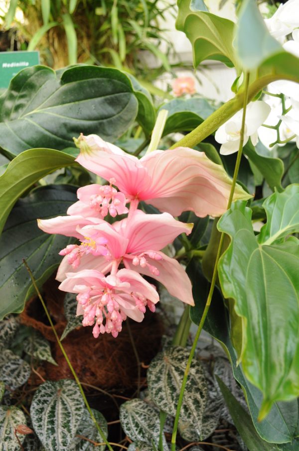 Medinilla Magnifica Schneiden So Gelingt Der R Ckschnitt Der Medinille