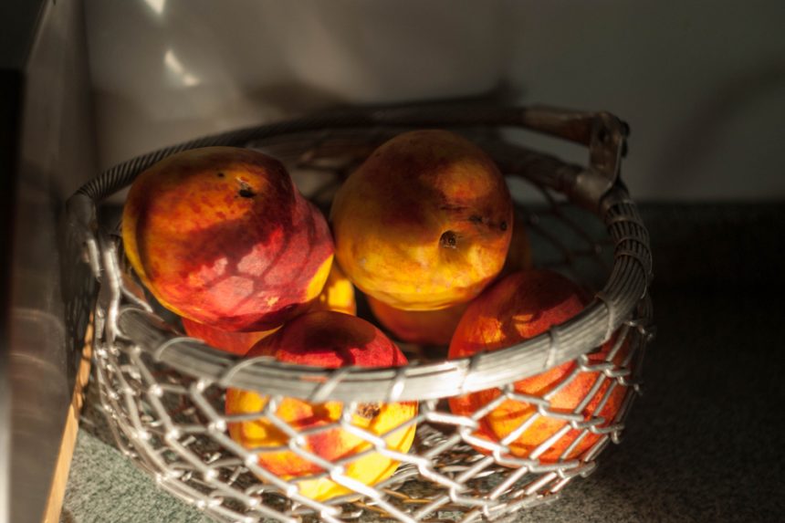 Nektarinenbaum im Garten Tipps für Pflege Ernte