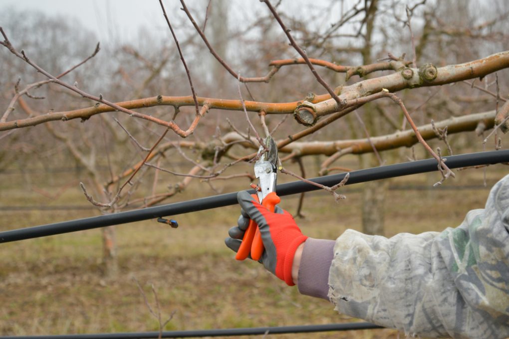 Apfelbaum Erziehungsschnitt Anleitung F R Anf Nger