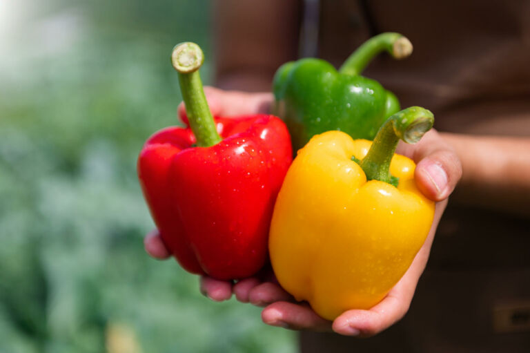 Sind Gurken Obst oder Gemüse Auflösung