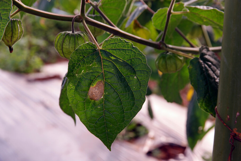 Physalis Nachreifen Lassen So Geht S