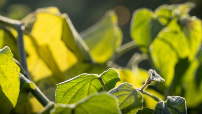 Gelbe Blätter an der Physalis Ursachen und Lösungen