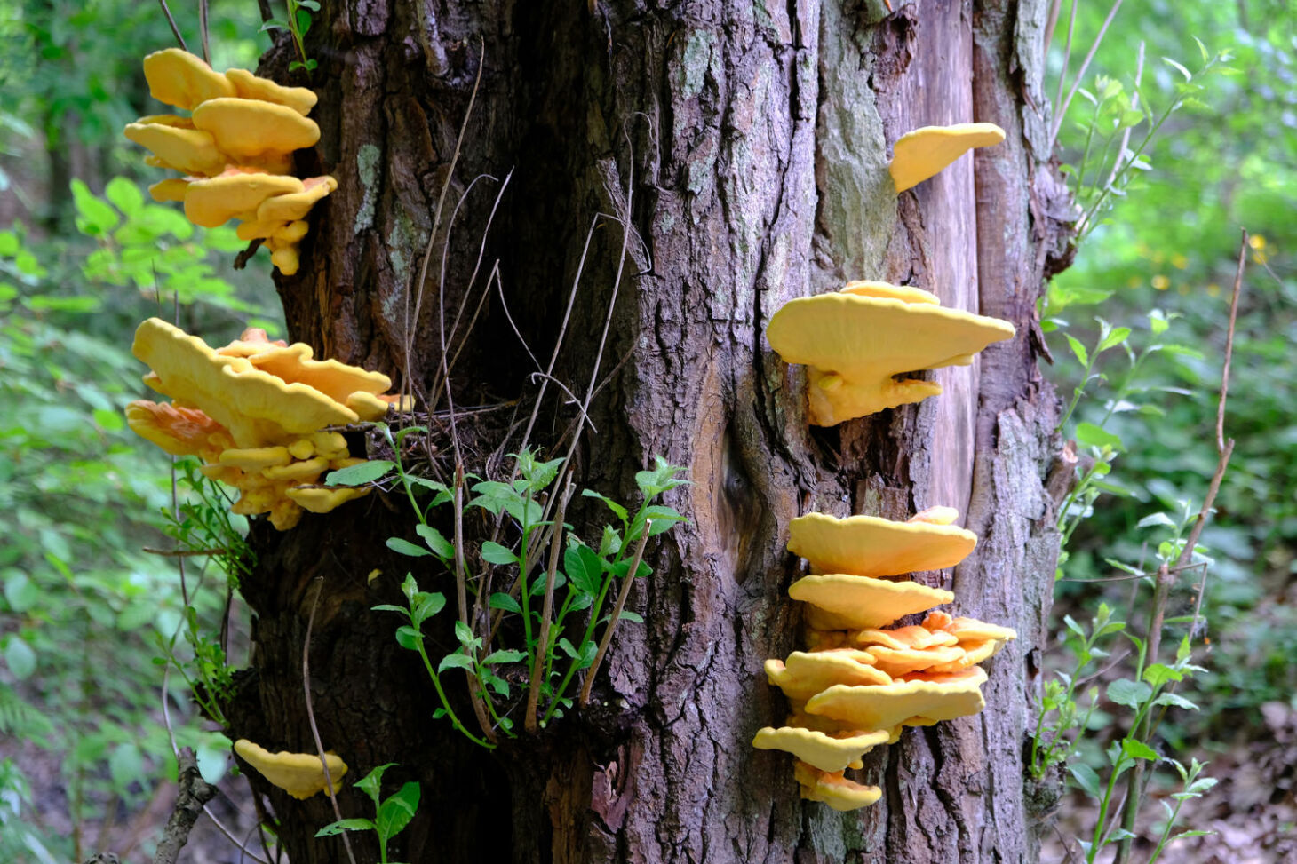 Gelber Pilz Am Baumstamm Das Sollten Sie Wissen