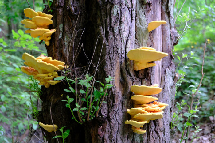 Pilze Am Baumstamm Welche Sind Essbar Welche Nicht