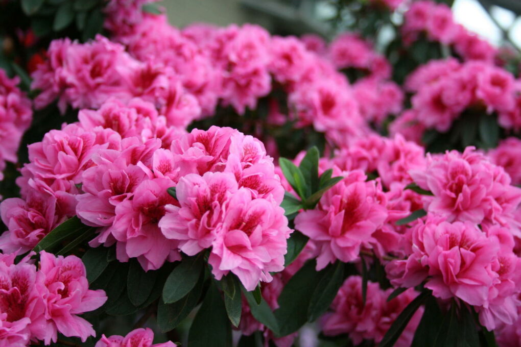 Rhododendron Hat Gelbe Bl Tter Was K Nnen Sie Dagegen Tun