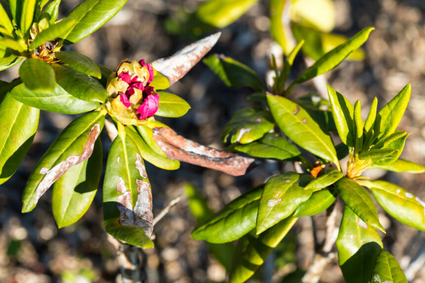 Rhododendron Hat Gelbe Bl Tter Was K Nnen Sie Dagegen Tun