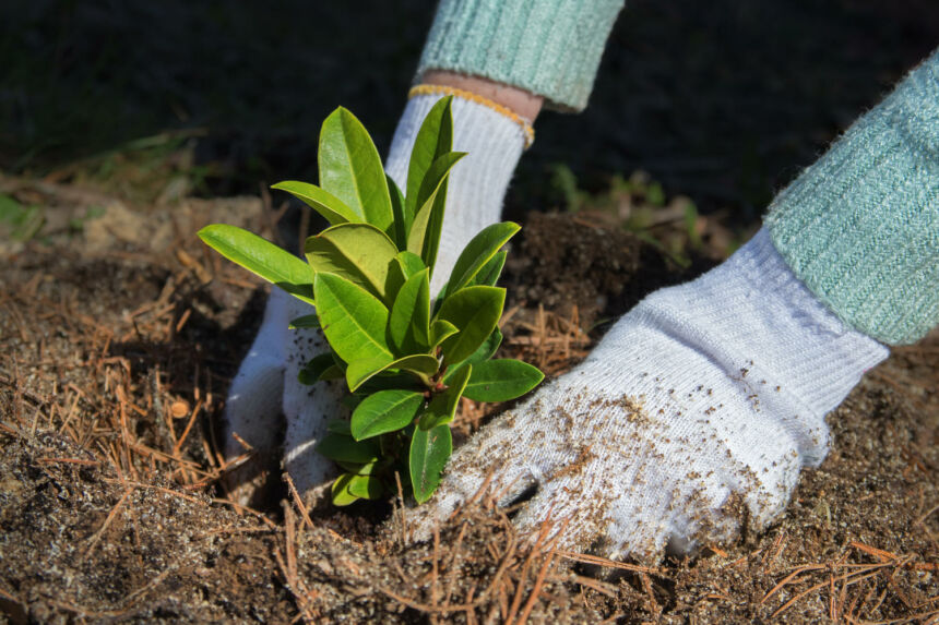 Winterharte Rhododendren Sorten Tipps