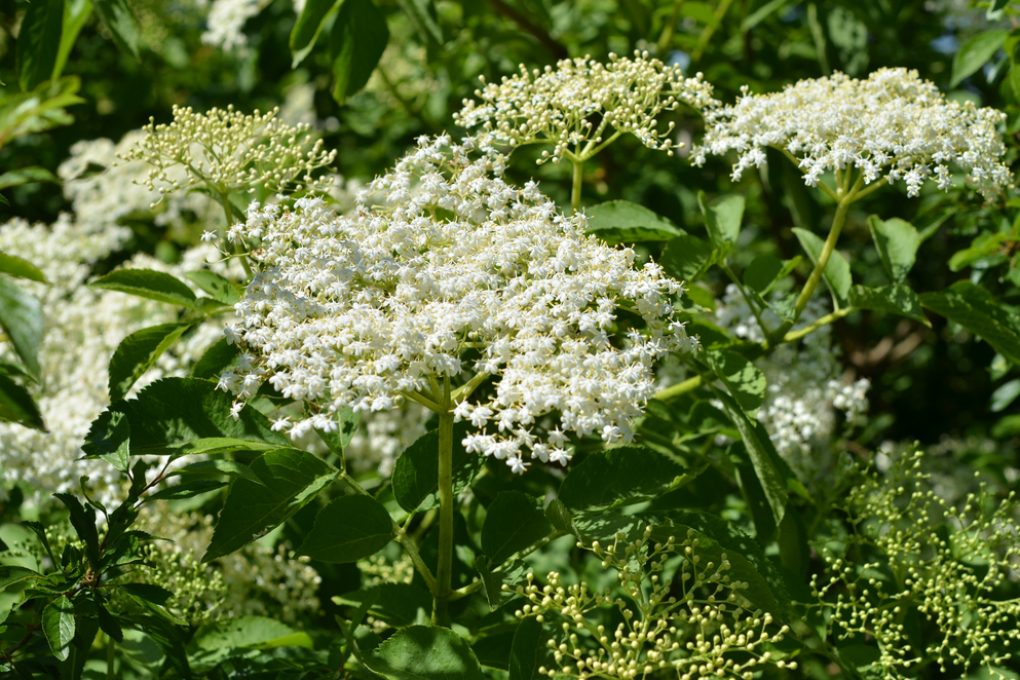 Schnellwachsende Str Ucher Sichtschutz Im Garten