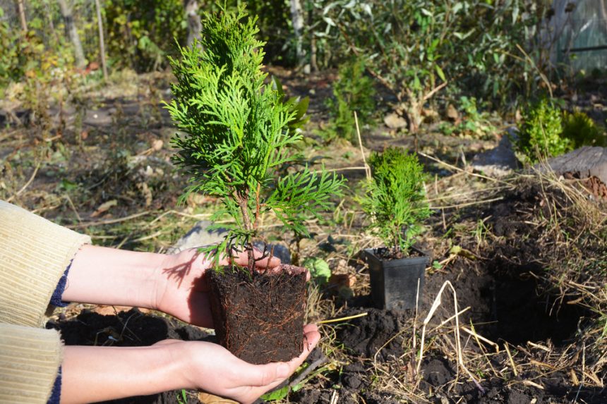 Thuja Pflanzen Standort Pflanzabstand Und Mehr Lebensbaum