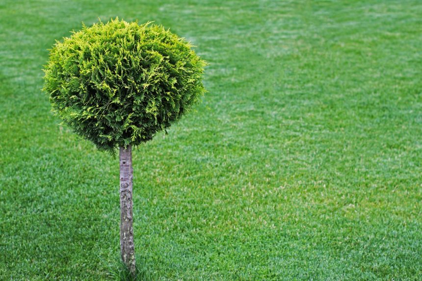 Thuja Schneiden So Geht S Richtig