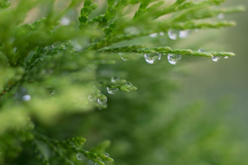 Smaragd Thuja Pilzbefall Erkennen Und Behandeln Lebensbaum