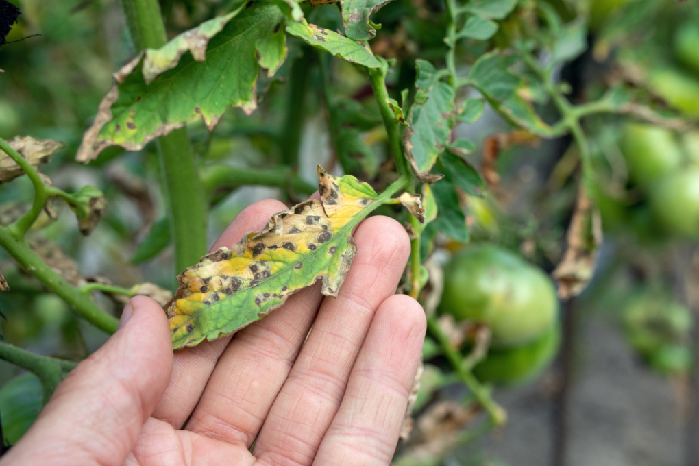 Braunfäule Tomaten Ursachen Lösungen mit Bildern