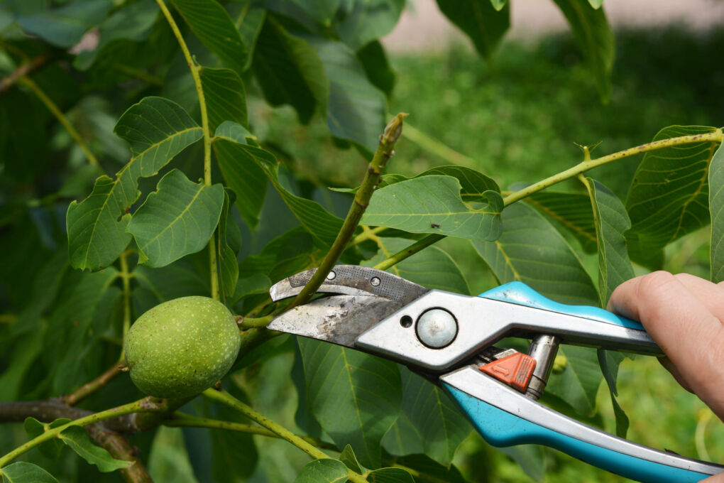 B Ume Im Herbst Schneiden Anleitung Tipps F R Den Baumschnitt