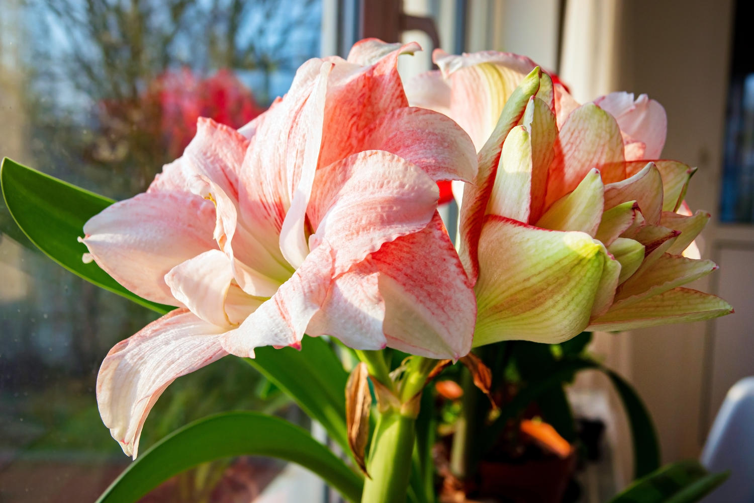 Amaryllis Nach Der Bl Te So Bl Ht Sie Wieder