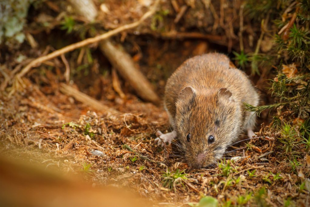 Wühlmaus oder Ratte Unterschiede Bekämpfung