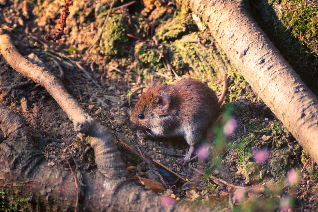 Feldmaus oder Wühlmaus Unterschiede Bekämpfung