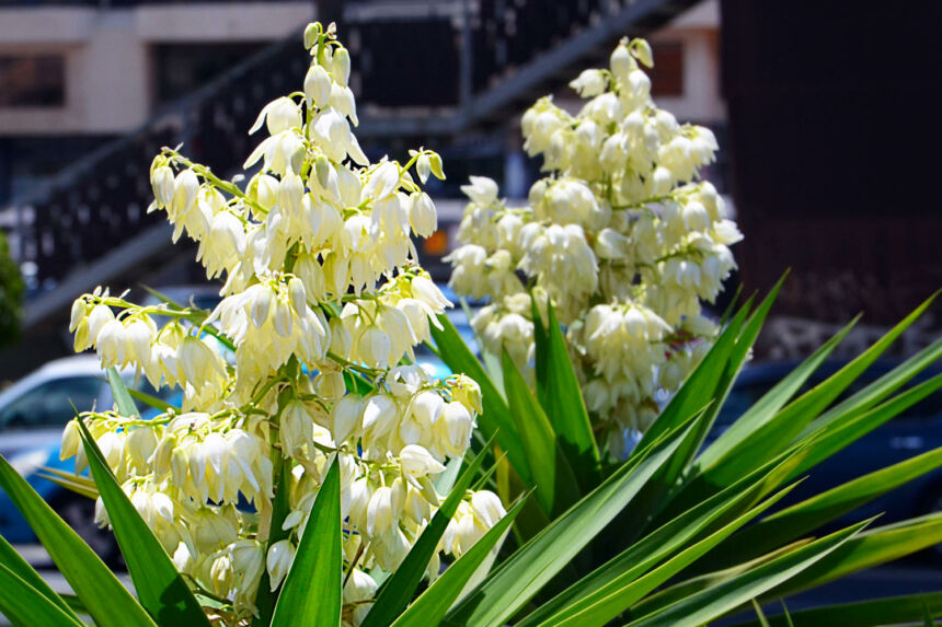 Yucca Palme Schneiden Einfache Anleitung