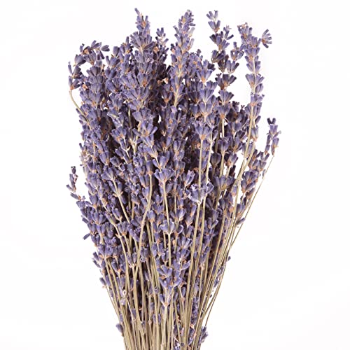 ROSEMARIE SCHULZ Heidelberg Lavendel getrocknet Bund 200-250 Stängel 30-35 cm lang Lavendelblüten aus der Provence Lavendelbund Trockenblumen Boho Deko Trockenblumenstrauß